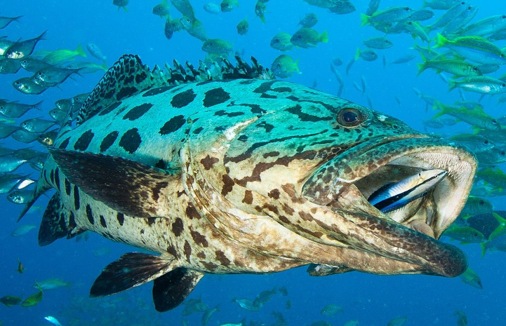 You’re Doing it Wrong: Diving Ponta do Ouro