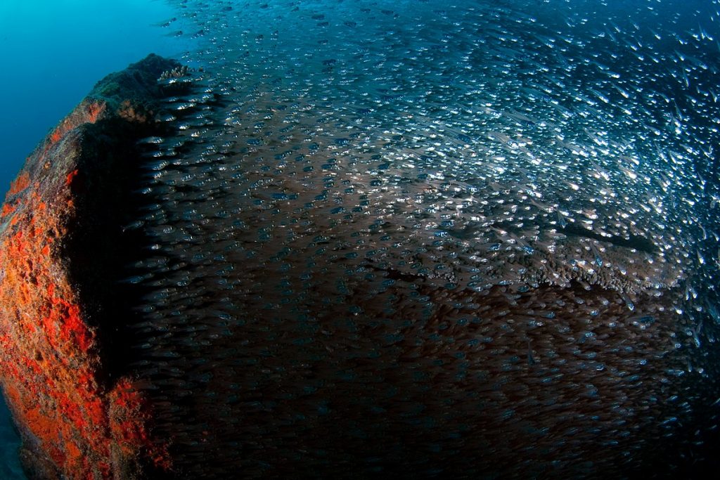 Seychelles Diving: Two worlds in one!