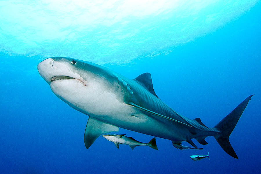 Protea Banks, South Africa’s extreme diving shark hot-spot