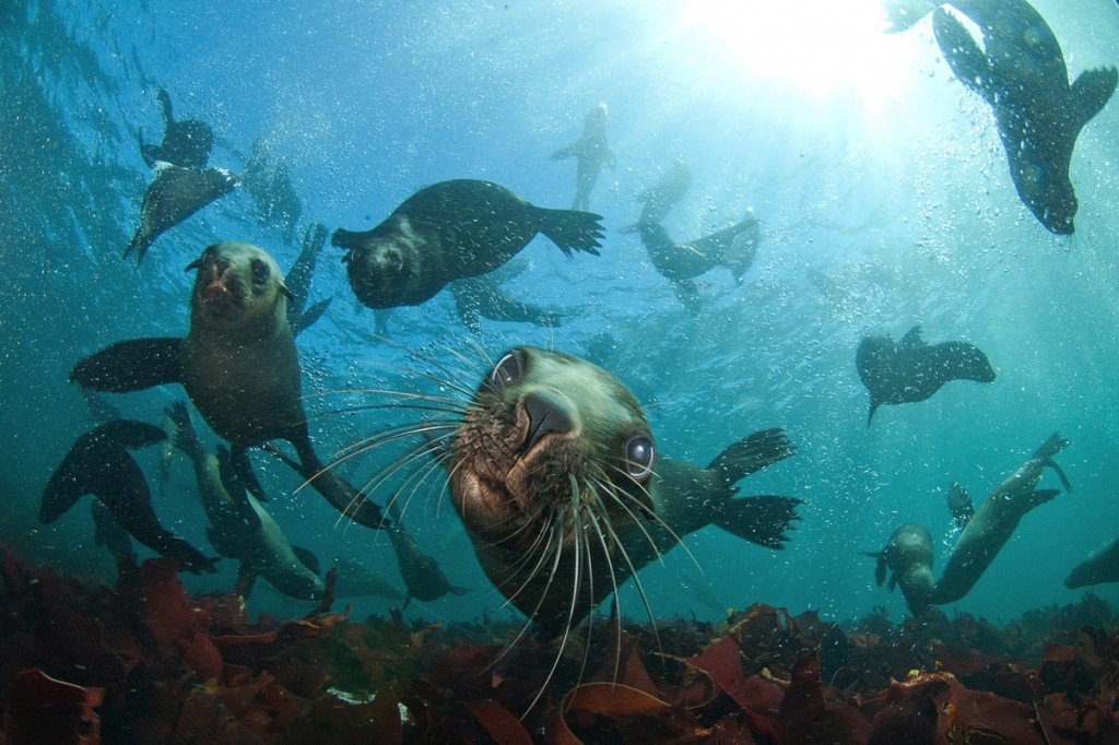 Head over heels – snorkling with seals