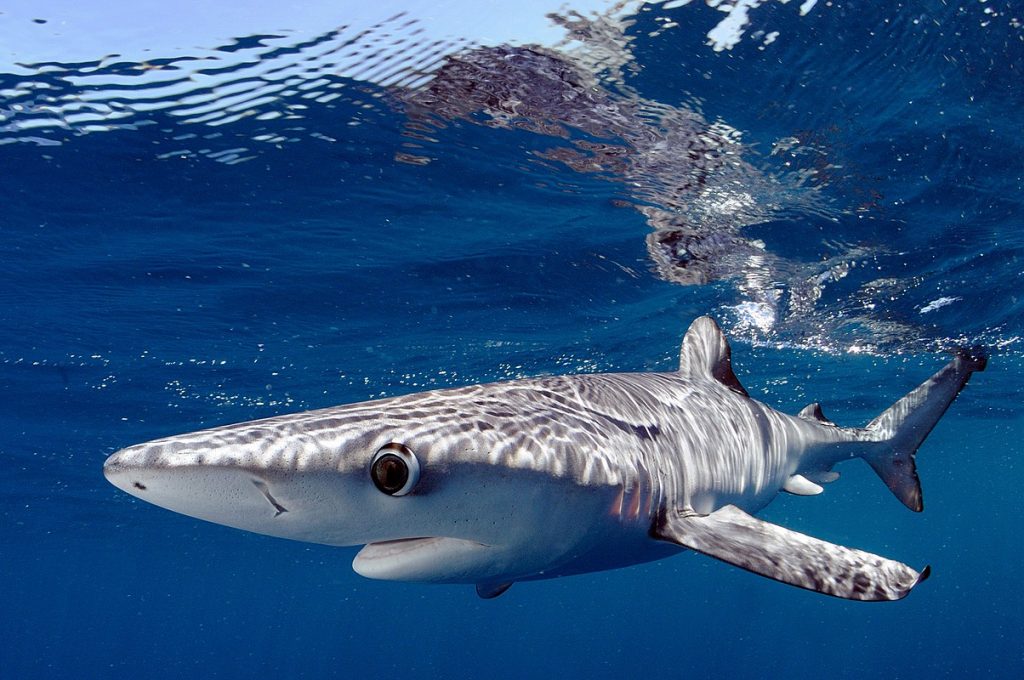 Pelagic Magic