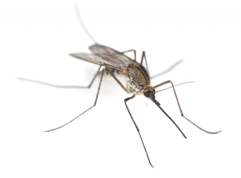 Malaria prevention and prophylaxis